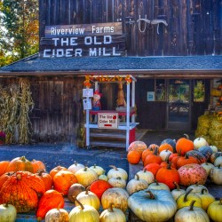 15 Pumpkins at Old Cider Mill 