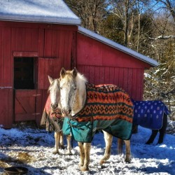 22 Horses in Winter Coats
