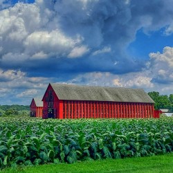 03 Summer on Horton Farm