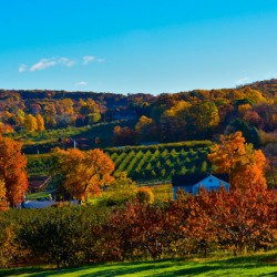 10 Belltown Orchards in Fall