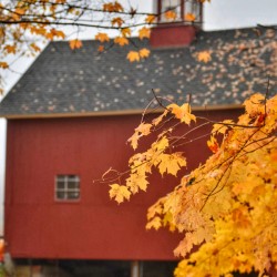 08 Rainy Day Barn in Autumn