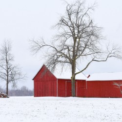 13 Tree in Winter Solitude