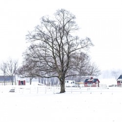 G02 Snow Day on the Farm