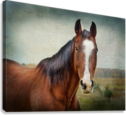 Gentle Canvas Print