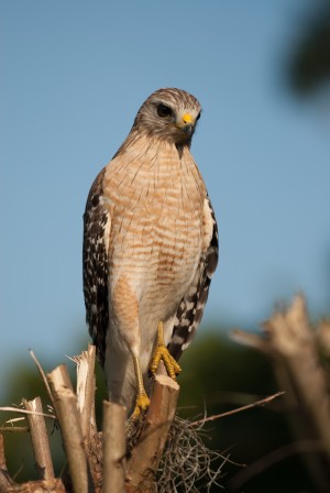 Red Shouldered Hawk 0648