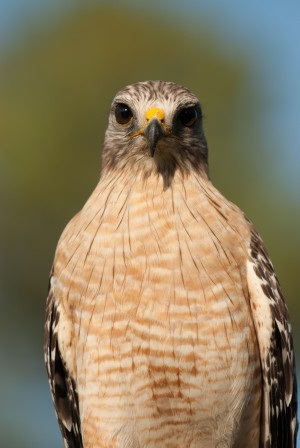 Red Shouldered Hawk 0660