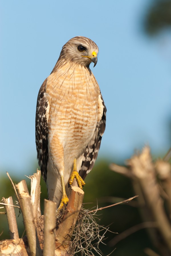Red Shouldered Hawk 0644 by Rob Clements