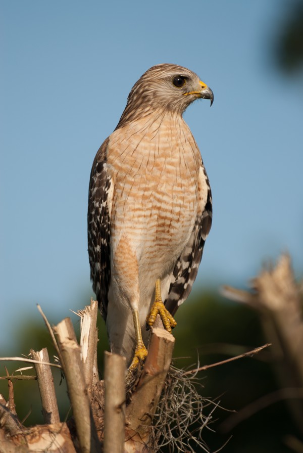 Red Shouldered Hawk 0649 by Rob Clements