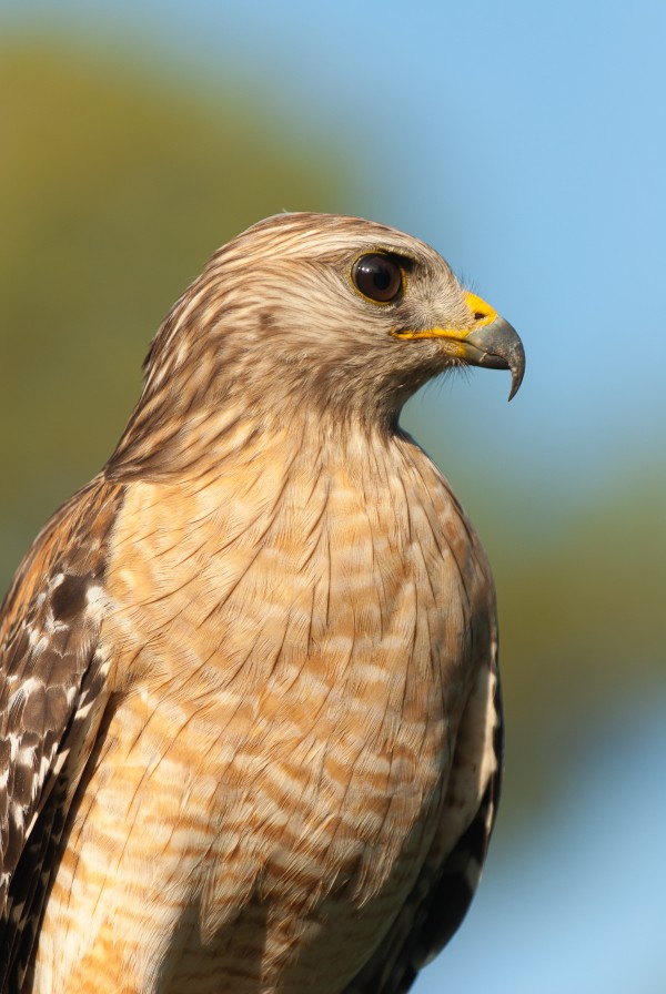 Red Shouldered Hawk 0663 by Rob Clements