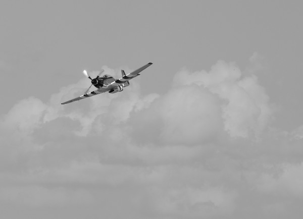 Mustang 1853 by Rob Clements