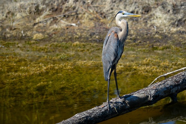D80 0211 by Rob Clements