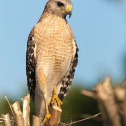Red Shouldered Hawk 0644