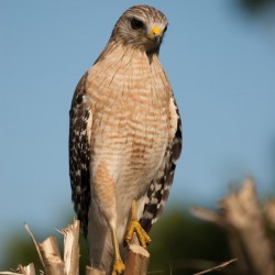 Red Shouldered Hawk 0648