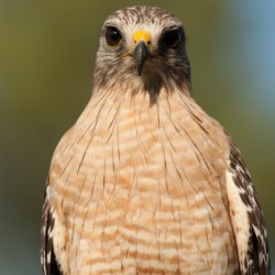 Red Shouldered Hawk 0660