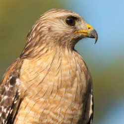 Red Shouldered Hawk 0663