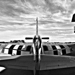 Mustang 3878