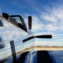 Mustang Reflection
