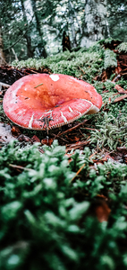 Shroom