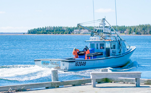 Lobster Haul