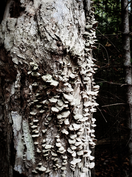 Growth by Loopy Lupin Photography