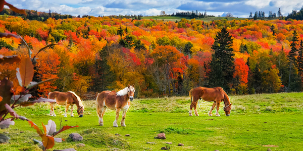 Field of Dreams by Loopy Lupin Photography