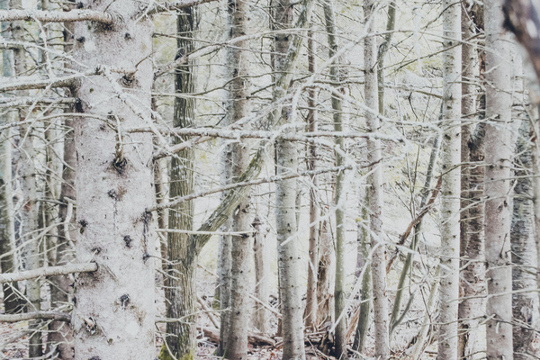 Walk In the Woods by Loopy Lupin Photography