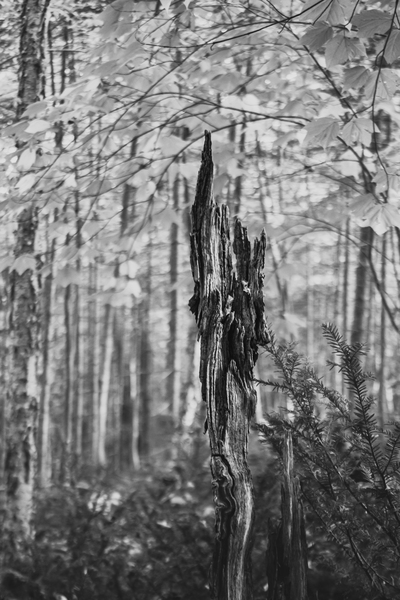 Still Standing by Loopy Lupin Photography