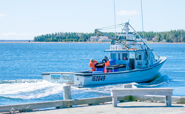 Lobster Haul by Loopy Lupin Photography