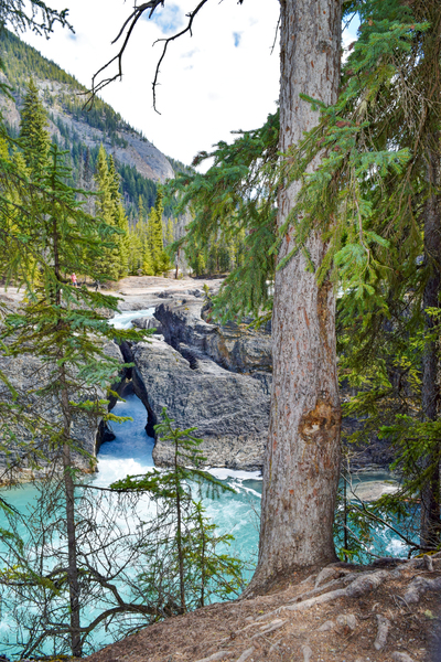 Natural Bridge  Field BC by Loopy Lupin Photography