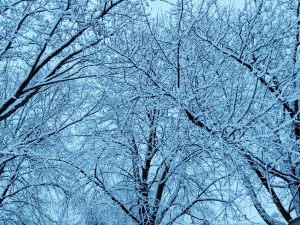 Frost