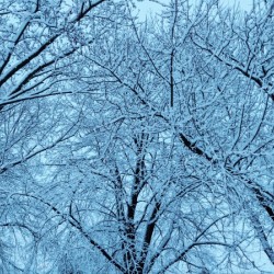 Frost