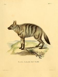 Aardwolf