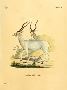 Addax Screwhorn Antelope