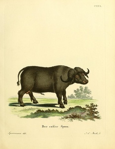 African Buffalo