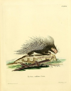 African Crested Porcupine