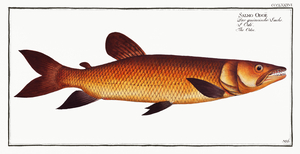 African Pike Characin