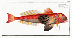African Rock Gurnard