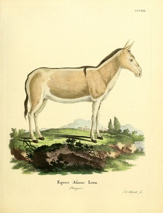 African Wild Donkey