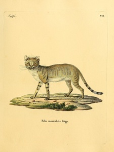 African Wildcat