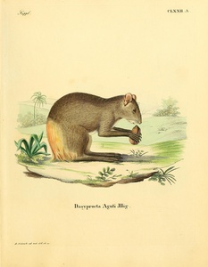 Agouti