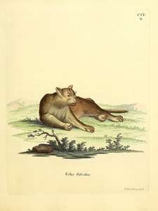 Amazon Cougar
