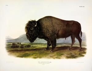 American Bison or Buffalo