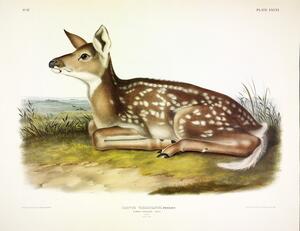 American Deer