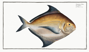 American Harvestfish