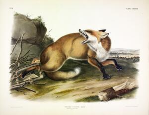 American Red Fox