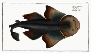 Angelshark Monkfish