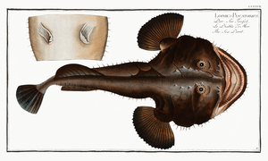 Angler Common Monkfish