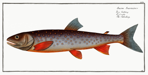 Arctic Char 2