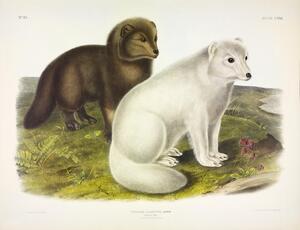 Arctic Fox