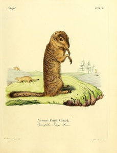 Arctic Ground Squirrel